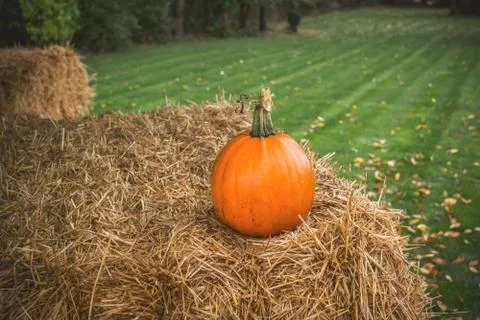 Pumpkin in rural environment Stock Photos