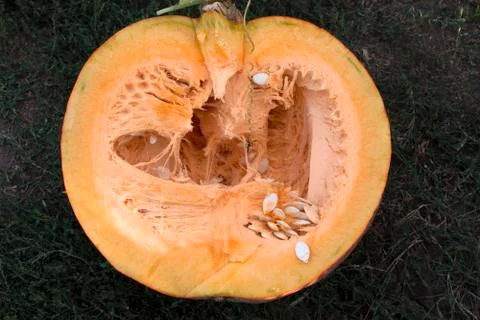 Pumpkin in section Stock Photos
