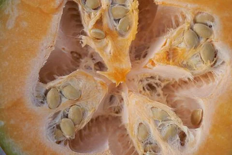 Pumpkin in section. View of the seeds. Macro effect Stock Photos