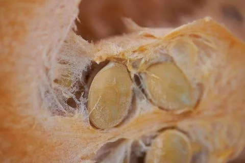 Pumpkin in section. View of the seeds. Macro effect Stock Photos