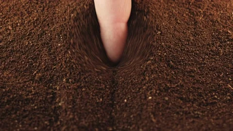 A pumpkin seed being planted Stock Footage 209166678