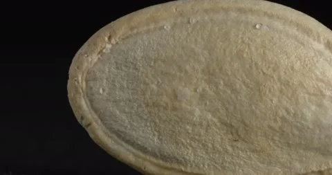 Pumpkin seed close-up. Macro pumpkin seeds. Stockbeeldmateriaal 166495314