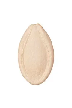 Pumpkin seed Stock Photos