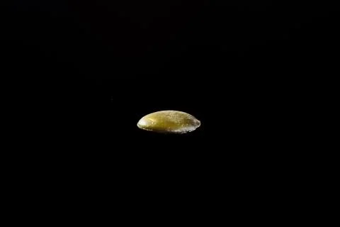 Pumpkin Seed Stock Photos