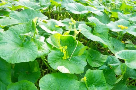 Pumpkin seedling Stock Photos