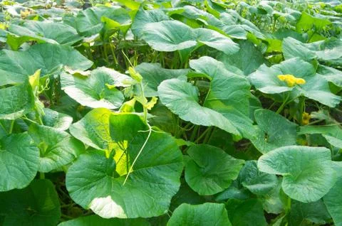 Pumpkin seedling Stock Photos
