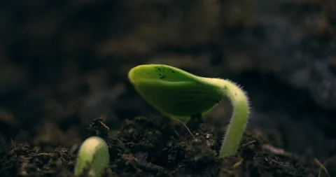 Pumpkin seedling pushes through soil and begins to develop its leaves Vidéo 152344485