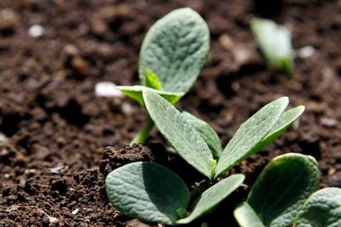 Pumpkin seedlings emerging from soil Stock Photos