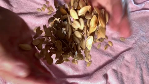 Pumpkin seeds in elderly hands Video stock 221784107