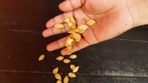 Pumpkin seeds falling from hand. Stock Footage 161815490