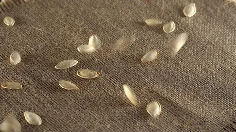 Pumpkin seeds falling on a pile of pumpkin seeds. 스톡 동영상 70013402