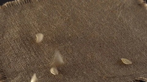 Pumpkin seeds falling on a pile of pumpkin seeds. Stock Footage 70014938