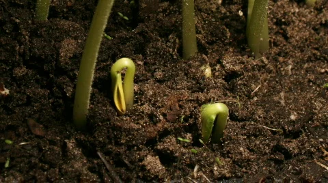 Pumpkin Seeds Stock Footage 140290