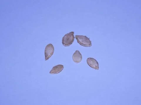 Pumpkin seeds Stock Photos