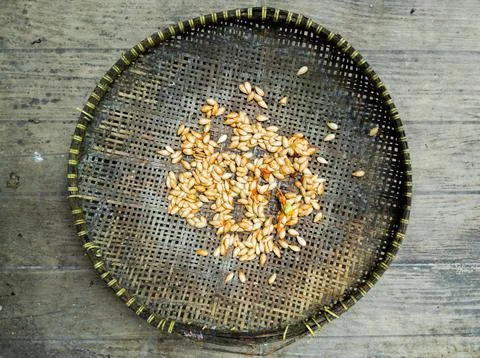 Pumpkin Seeds Stock Photos