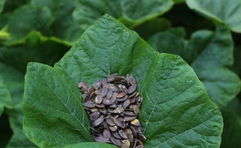 Pumpkin seeds in a pumpkin leaf Stock Photos
