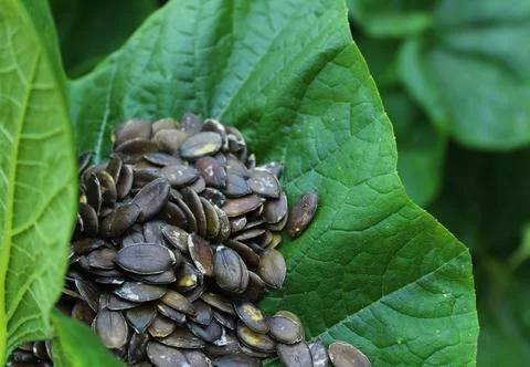 Pumpkin seeds in a pumpkin leaf Stock Photos