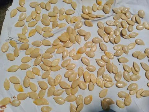 Pumpkin seeds on white background Fotos Stock