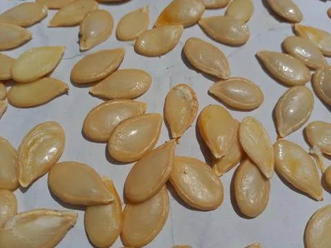 Pumpkin seeds on white background Fotos de archivo