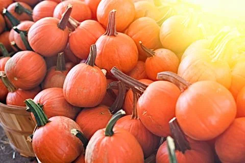 Pumpkin selection    for  the Halloween , Stock Photos