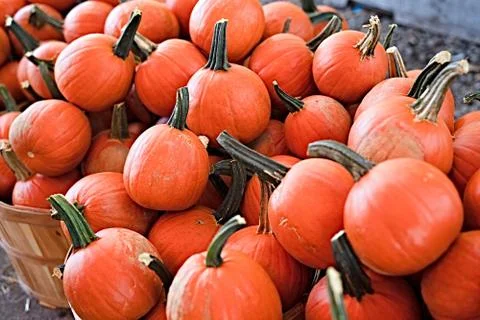 Pumpkin selection  for Halloween Stock Photos