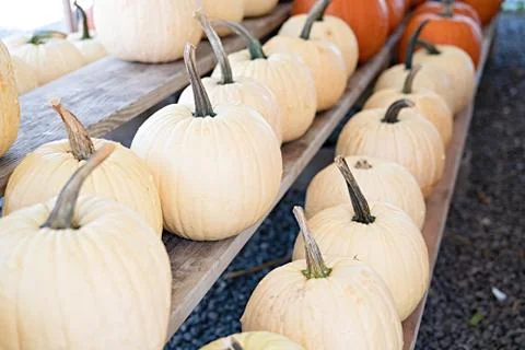 Pumpkin selection    for  the Halloween , Stock Photos
