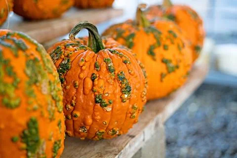 Pumpkin selection  for Halloween Stock Photos