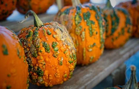Pumpkin selection    for  the Halloween , Stock Photos
