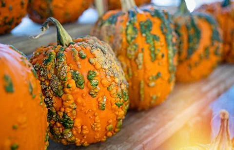 Pumpkin selection  for Halloween Stock Photos