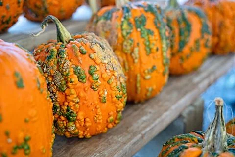 Pumpkin selection    for  the Halloween , Foto stock