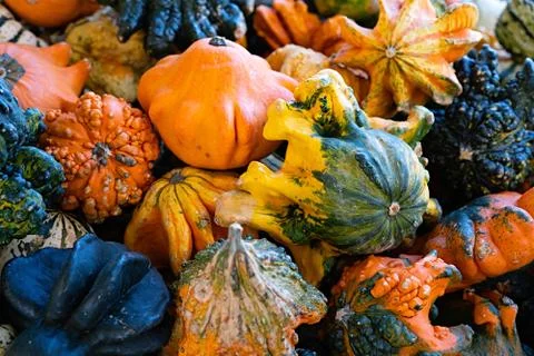 Pumpkin selection    for  the Halloween , Stock Photos