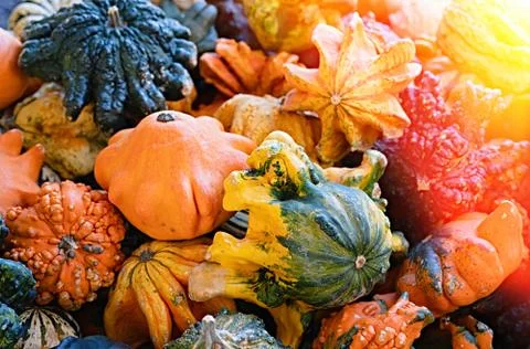 Pumpkin selection  for Halloween Stock Photos