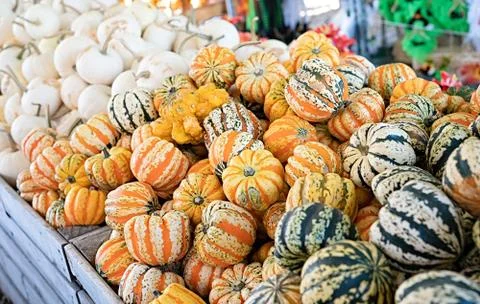 Pumpkin selection    for  the Halloween , Stock Photos