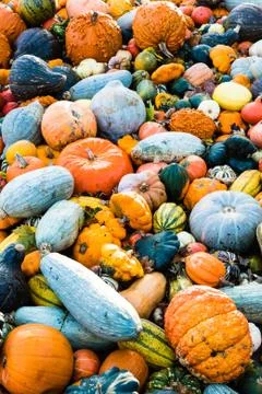 Pumpkin selection Stock Photos