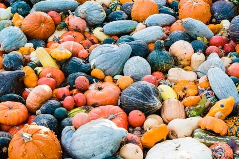Pumpkin selection Stock Photos