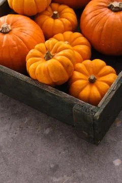 Pumpkin selection Stock Photos