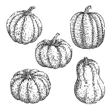 Pumpkin set sketch hand drawn black Stock Illustration
