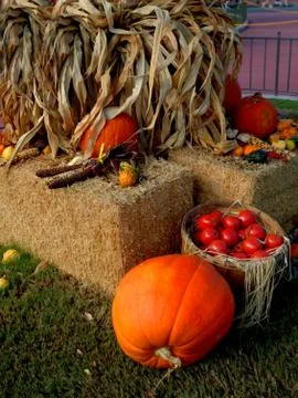 Pumpkin setup in yard Фото