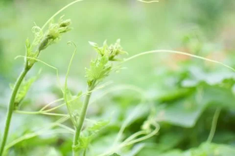 Pumpkin shoots Stock Photos