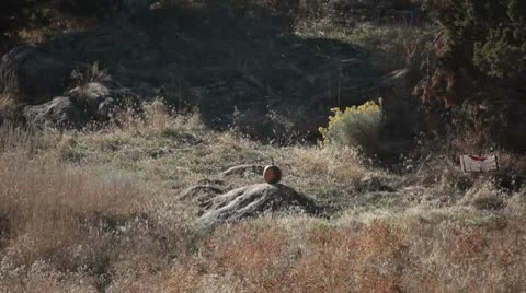 Pumpkin shot long range rifle slow P HD 0476 Video stock 8911538