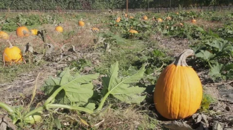 Pumpkin sitting in a Pumpkin Patch - Halloween Video stock 42878986