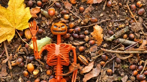 Pumpkin skeleton and falling oak acorns and yellow maple leaves. Stock Footage 312226549