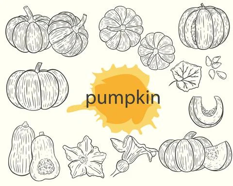 Pumpkin sketch set, vector. Hand drawing. Autumn harvest. Stock Illustration