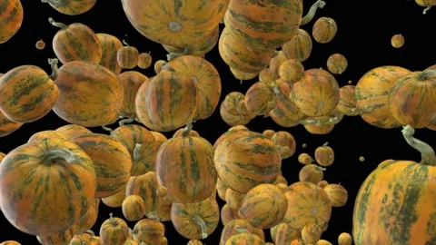 Pumpkin Small Vídeos de archivo 146732287