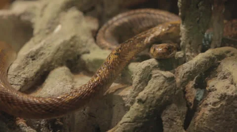 Pumpkin snake explores -alt Stock Footage 24673694