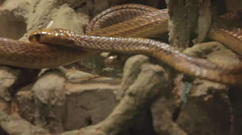 Pumpkin snake slithers around formations and other snakes Stock Footage 24363946