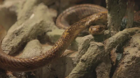 Pumpkin snakes explore Video stock 24363549