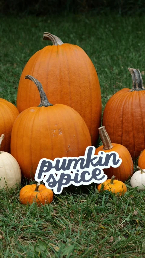 Pumpkin Spice on a Pile of Pumpkins at a Pumpkin Patch Vertical 4K Video Stock Stock Footage 322183043