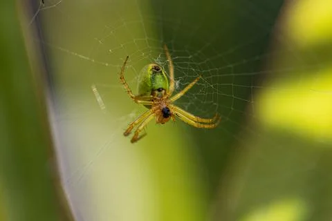 Pumpkin spider with the rest of its prey Stock Photos