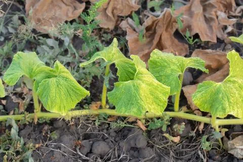 Pumpkin sprouts growing on a bed in a vegetable garden. Stock Photos